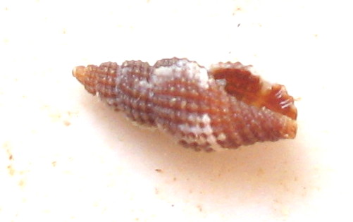 Raphitoma